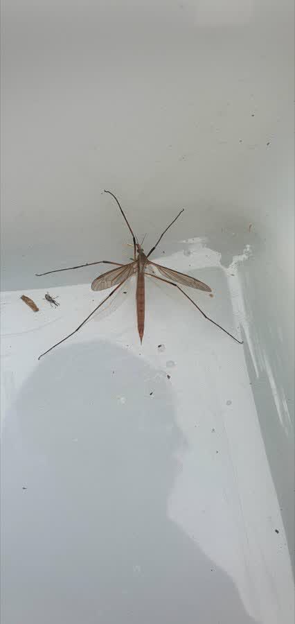 European Crane Fly (Tipula paludosa), close to the Aldi on Queens Park Avenue, Billericay