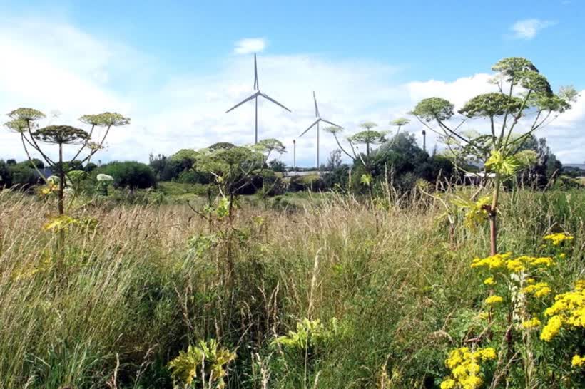 Giant Hogweed at West Pitkerro Industrial Estate, Dundee with the Michelin Tyre Plant Wind Turbines in the Background, close to the Aldi on Herod Hill Brae, Dundee