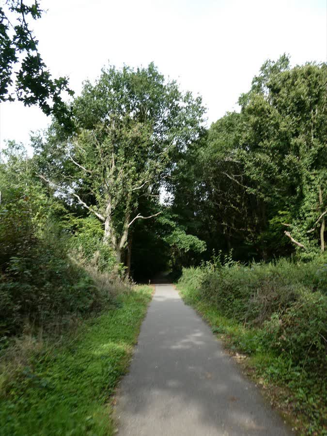 Taff Trail in woods west of Pontypridd Aldi, close to the Aldi on Midway Retail Park, Pontypridd